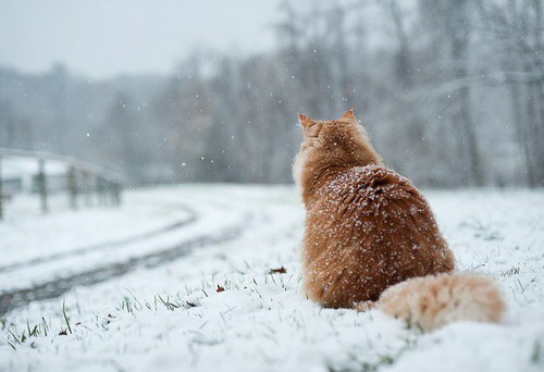 abbigliamento-look-da-neve-montagna-visone-moon-boots-sestriere-cortina-valentina-coco-fashion-blogger