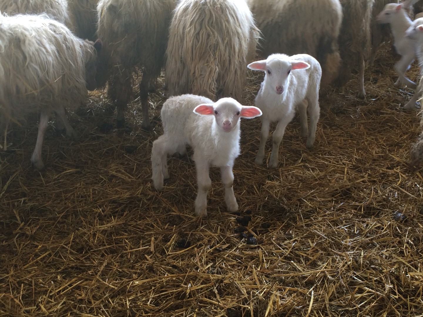 sardegna-grand-hotel-terme-azienda-cuscusa-travel-valentina-coco-fashion-blogger